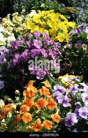 Pansies and violets, Violas in garden flower bed, bedding plants Stock Photo