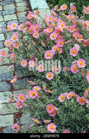 Rock Rose Helianthemum nummularium 'Rhodanthe Carneum' Stock Photo