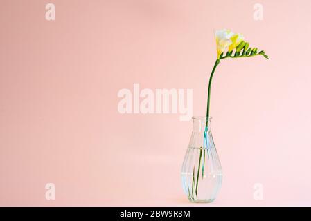 Single white freesia flower head  in a small transparent glass vase set on on a pink background using mostly natural light Stock Photo