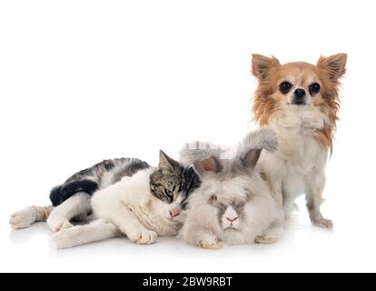 rabit, cat and chihuahua in front of white background Stock Photo