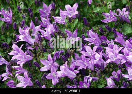 Dalmatian Bellflower Campanula portenschlagiana 'Resholdt's Variety' Stock Photo