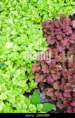 Coral Bells Heuchera 'Lime Marmalade' 'Cherry Cola' color contrast Stock Photo