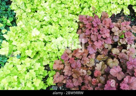 Coral Bells Heuchera 'Lime Marmalade' 'Cherry Cola' heucheras Stock Photo