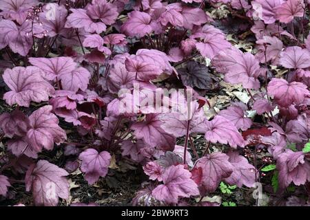 Garden Foliage Heuchera 'Georgia Plum' Heuchera Leaves Decorative Plant Growing Shade Part of Garden Heucherelas Dark Purple Hardy Leaves Stock Photo