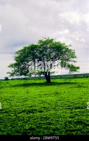 Indian Jujube or Ziziphus mauritiana on the jujube tree Stock Photo - Alamy