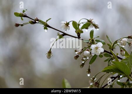 Beautiful branch of a blossoming cherry in transparent raindrops, on a blurry background. Stock Photo