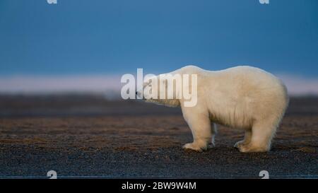 A side view shot of a depressed polar bears standing on the muddy ground in Kaktovik, Alaska Stock Photo