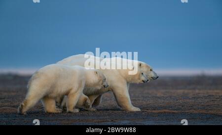A shot of three cute fluffy white polar bears walking in natural habitat in Kaktovik, Alaska Stock Photo
