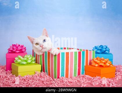 White Khao Manee cat with heterochromia peaking out of a colorful striped birthday present box surrounded by brightly colored presents with bows. Pink Stock Photo