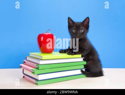 Adorable black kitten sitting on light wood table with front paws up on stack of books, apple on top. Looking directly at viewer. Bright blue backgrou Stock Photo