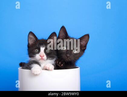 Close up portrait of two adorable kittens peeking out of a porcelain cookie jar, paws on edge of jar. Bright blue background with copy space. Stock Photo