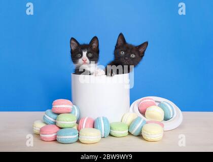 Two adorable kittens peeking out of a porcelain cookie jar with macaron cookies spilled on a light wood table in front of them. Bright blue background Stock Photo