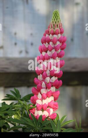 Pink and white lupin, in bloom, summer in English garden. Stock Photo