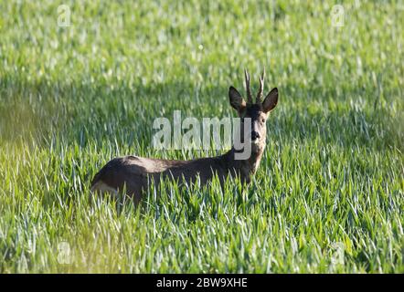 Roe buck in a field at Ripley, North Yorkshire Stock Photo