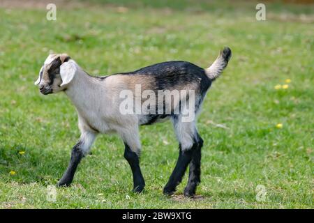 One brown, white baby goat kid, walking on the spring grass Stock Photo