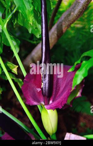 Dracunculus vulgaris is endemic to the Balkans, extending as far as Greece, Crete, and the Aegean Islands, and also to the south-western parts of Anat Stock Photo