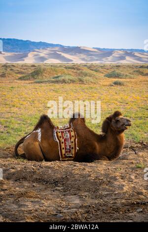 Bactrian camel near Singing Sand Dunes at Khongoryn Els in the Gobi Desert, Mongolia, Mongolian, Asia, Asian. Stock Photo