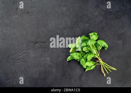 Fresh garden herbs. Top view of green basil on black background. Stock Photo