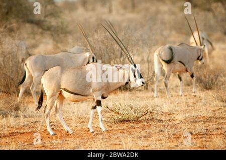 East African oryx, Oryx beisa, in Samburu National Reserve. Kenya. Africa. Stock Photo