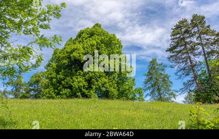 big walnut tree with green leaves and clear sky background Stock Photo