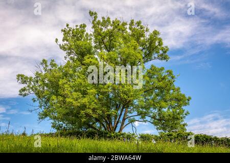 Beech trees (Fagus sylvatica). Single beech tree in field Stock Photo