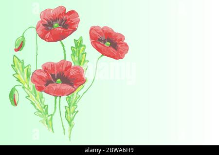 three red poppies with two green leaves and buds on a white-green gradient background Stock Vector