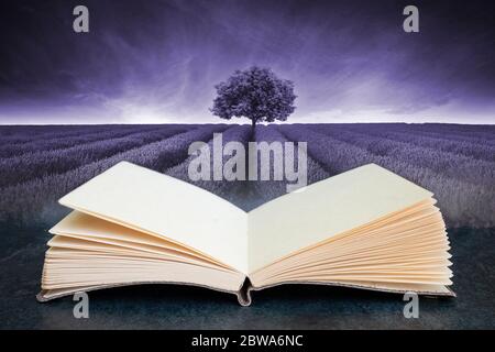 Conceptual composite open book image of Beautiful image of lavender field landscape with single tree toned in purple Stock Photo