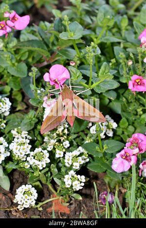 Elephant Hawk Moth just emerged from Chrysalis. Stock Photo