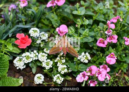 Elephant Hawk Moth just emerged from Chrysalis. Stock Photo