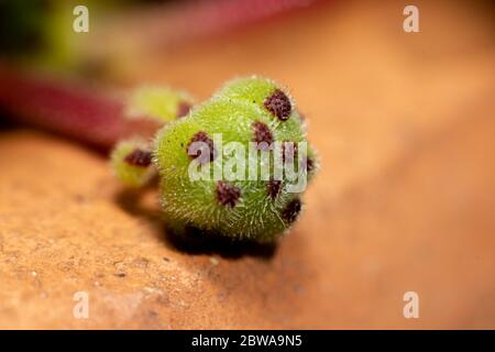 A close up of a sempervivum chick sitting on the edge of a ceramic plant pot Stock Photo