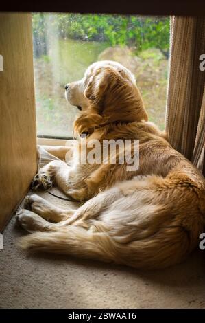An observant old Golden Retriever dog, waits while watching through a ground-floor window in an English home UK Stock Photo