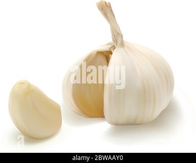 Realistic vector garlic. Isolated on white background. Stock Vector