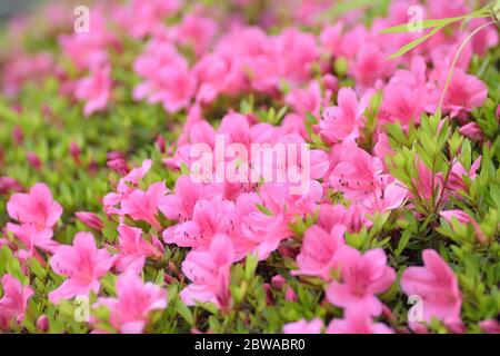 Macro background of Pink Azalea flowers at Summer garden in Japan Stock Photo