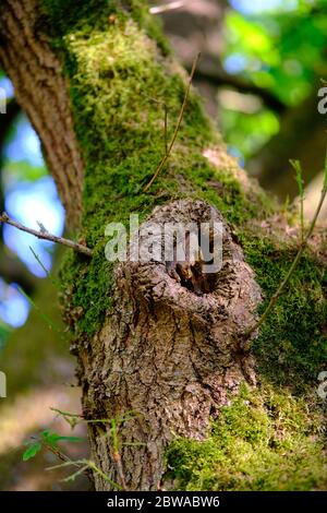 Hollow tree detail shot. This tree was partly hollowed by insects. Picture of the tree cut that displays gradual decomposition progress. Stock Photo