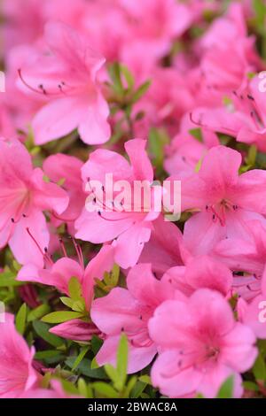 Macro background of Pink Azalea flowers at Summer garden in Japan Stock Photo