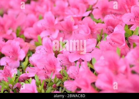 Macro background of Pink Azalea flowers at Summer garden in Japan Stock Photo
