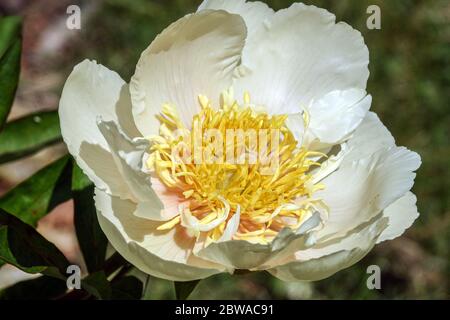 White Peony "Claire de Lune" Peonies close up flower Stock Photo