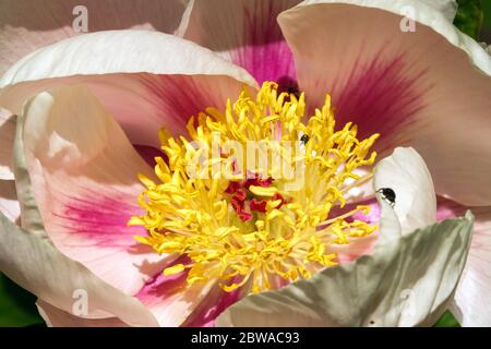 Salmon color Peony Paeonia lactiflora 'Soft Apricot Kisses' peonies blooming close up beautiful bowl opening Stock Photo