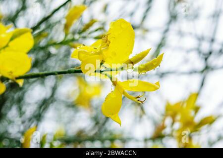 Branch of wet yellow acacia with flowers. Springtime, nature after rain, nice bokeh in sunlights. Stock Photo