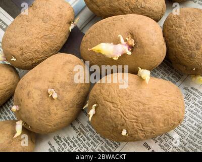 Seed potatoes laid out in a frost-free place to encourage growth of new shoots before planting in the ground in UK Stock Photo