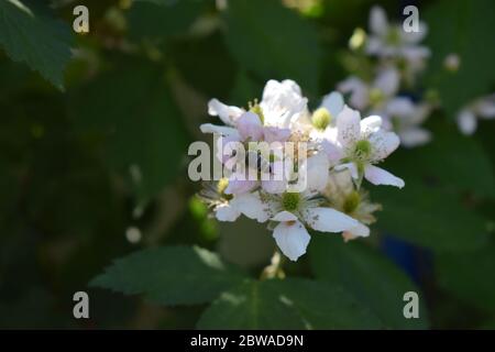 bee on blackberry flower Stock Photo