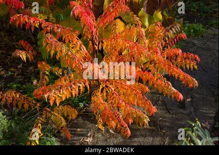 Warm russet tones of Rhus Typhina in an English garden in Autumn UK Stock Photo