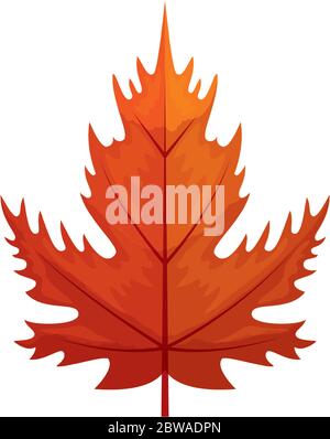 autumn leaf maple or fall foliage on white background Stock Vector