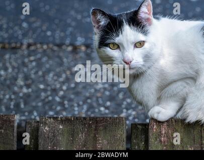 White store dsh cat