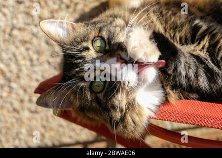 A beautiful tabby cat with large expressive eyes lying on an orange deck chair in the sun with long pink tongue busy grooming her paw Stock Photo
