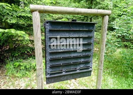 Pheromone trap spruce bark beetle trap Stock Photo