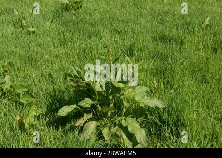 Spring Growth of the Perennial Curled Dock Weed (Rumex crispus) Growing in a Field on Farm Land in Rural Devon, England, UK Stock Photo