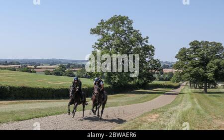 Horses from Ed de Giles stables on the gallops at his yard in Little Marcle, Herefordshire . Stock Photo