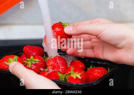 Washing strawberries. The girl washes the ripe strawberries under a strong stream of water, wash the strawberries thoroughly before eating. Selective Stock Photo