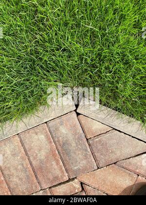 Red monoblock paving bricks and edge slab on new house garden Stock Photo